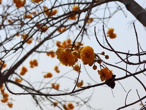 Preview wallpaper flowers, yellow, branches, tree, plant