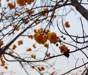 Preview wallpaper flowers, yellow, branches, tree, plant