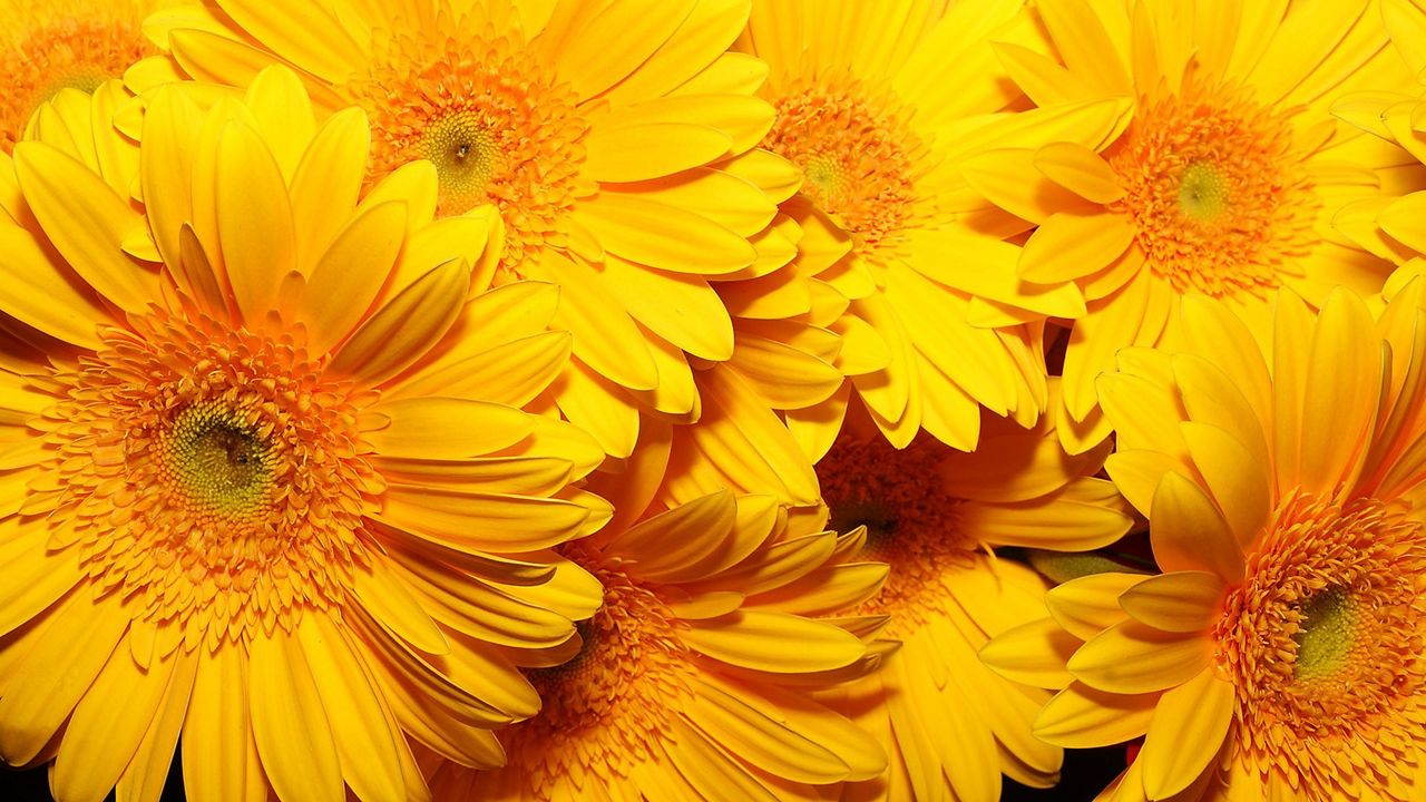 Wallpaper flowers, yellow, bright, bouquet