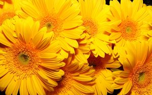 Preview wallpaper flowers, yellow, bright, bouquet