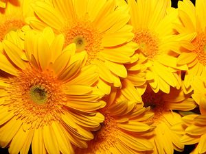 Preview wallpaper flowers, yellow, bright, bouquet