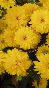 Preview wallpaper flowers, yellow, bright, lots