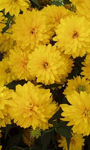 Preview wallpaper flowers, yellow, bright, lots
