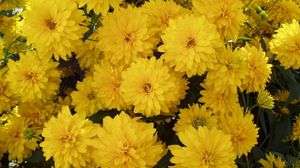 Preview wallpaper flowers, yellow, bright, lots