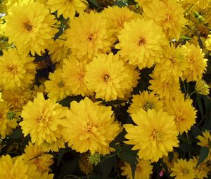 Preview wallpaper flowers, yellow, bright, lots