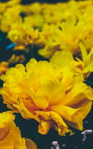 Preview wallpaper flowers, yellow, buds