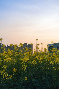 Preview wallpaper flowers, yellow, buildings, sky