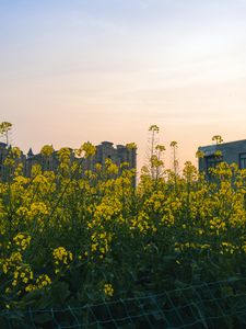 Preview wallpaper flowers, yellow, buildings, sky