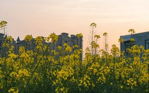 Preview wallpaper flowers, yellow, buildings, sky