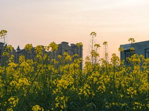 Preview wallpaper flowers, yellow, buildings, sky