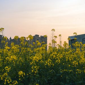 Preview wallpaper flowers, yellow, buildings, sky