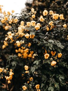 Preview wallpaper flowers, yellow, bush, wet, plant