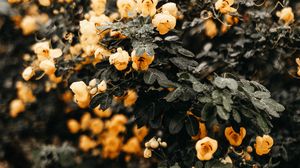 Preview wallpaper flowers, yellow, bush, wet, plant