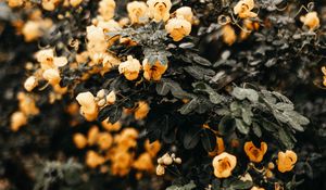 Preview wallpaper flowers, yellow, bush, wet, plant