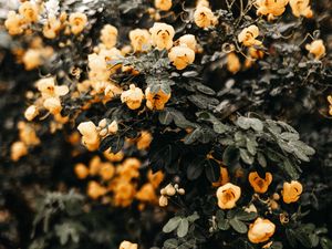 Preview wallpaper flowers, yellow, bush, wet, plant