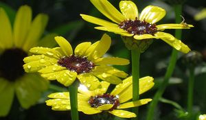 Preview wallpaper flowers, yellow, drops, dew, close-up