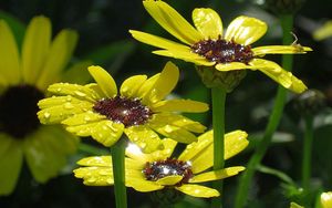 Preview wallpaper flowers, yellow, drops, dew, close-up