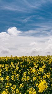 Preview wallpaper flowers, yellow, field, sky