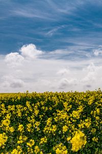 Preview wallpaper flowers, yellow, field, sky