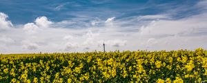 Preview wallpaper flowers, yellow, field, sky