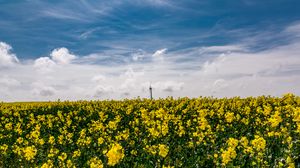 Preview wallpaper flowers, yellow, field, sky