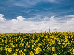 Preview wallpaper flowers, yellow, field, sky