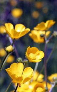 Preview wallpaper flowers, yellow, field