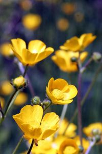 Preview wallpaper flowers, yellow, field