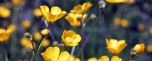 Preview wallpaper flowers, yellow, field