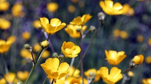 Preview wallpaper flowers, yellow, field