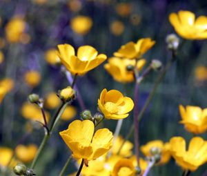 Preview wallpaper flowers, yellow, field