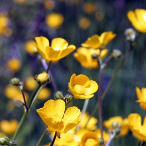 Preview wallpaper flowers, yellow, field