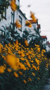 Preview wallpaper flowers, yellow, flowerbed, plants, decorative