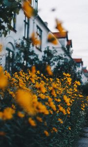 Preview wallpaper flowers, yellow, flowerbed, plants, decorative