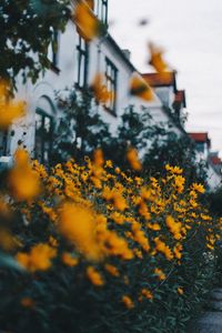 Preview wallpaper flowers, yellow, flowerbed, plants, decorative
