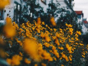 Preview wallpaper flowers, yellow, flowerbed, plants, decorative