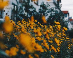 Preview wallpaper flowers, yellow, flowerbed, plants, decorative