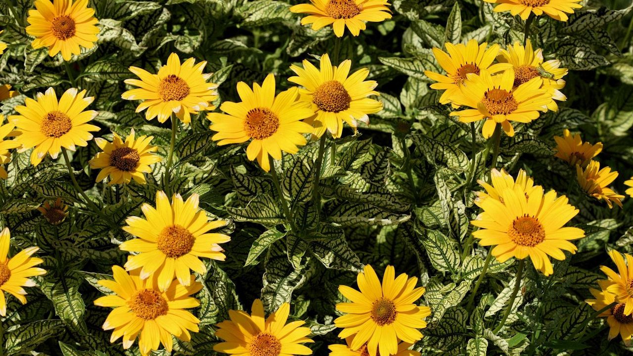 Wallpaper flowers, yellow, flowerbed, sunny