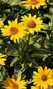 Preview wallpaper flowers, yellow, flowerbed, sunny