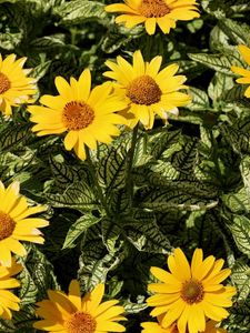 Preview wallpaper flowers, yellow, flowerbed, sunny