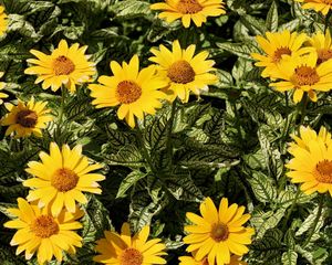 Preview wallpaper flowers, yellow, flowerbed, sunny