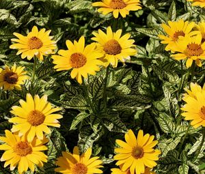 Preview wallpaper flowers, yellow, flowerbed, sunny