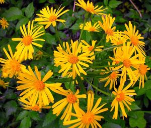 Preview wallpaper flowers, yellow, flowerbed, green