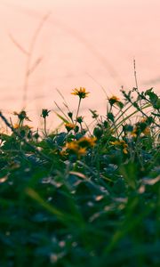 Preview wallpaper flowers, yellow, grass, plant, greens