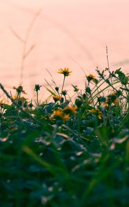 Preview wallpaper flowers, yellow, grass, plant, greens
