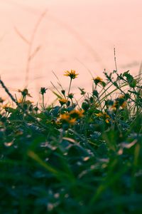 Preview wallpaper flowers, yellow, grass, plant, greens