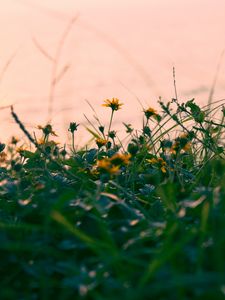 Preview wallpaper flowers, yellow, grass, plant, greens