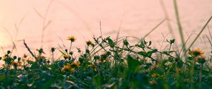 Preview wallpaper flowers, yellow, grass, plant, greens