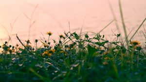 Preview wallpaper flowers, yellow, grass, plant, greens