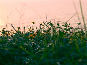 Preview wallpaper flowers, yellow, grass, plant, greens